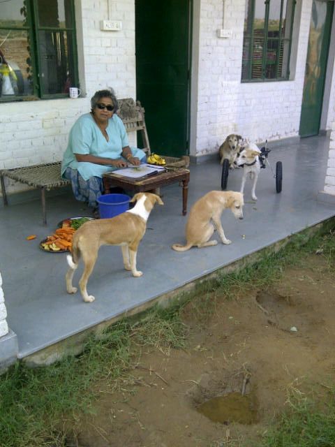 All creatures Anjali Gopalan with dogs